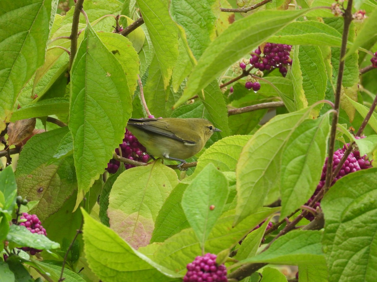 Tennessee Warbler - ML623885782