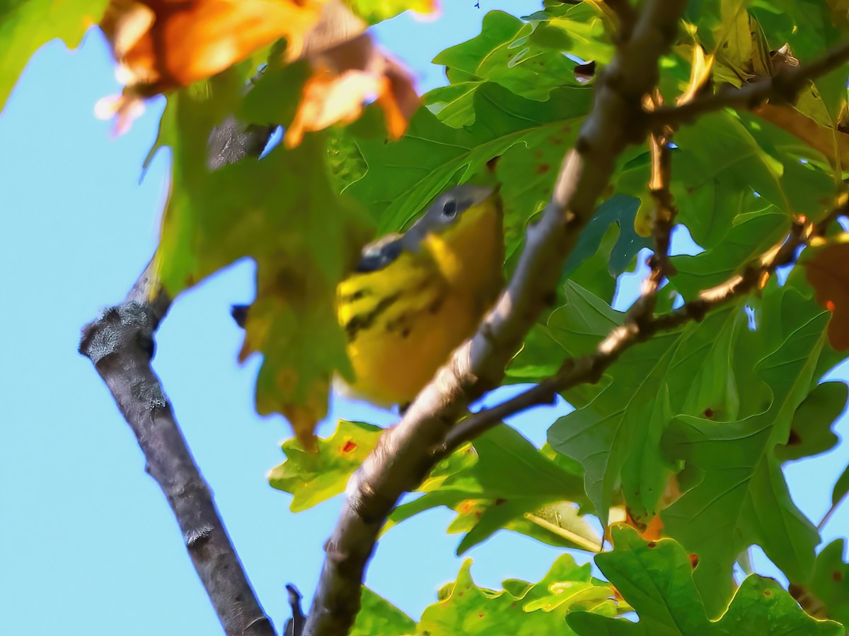 Magnolia Warbler - ML623885787