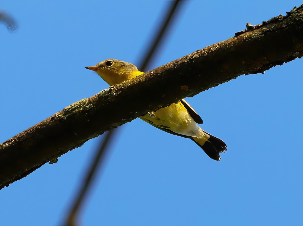 Magnolia Warbler - ML623885788