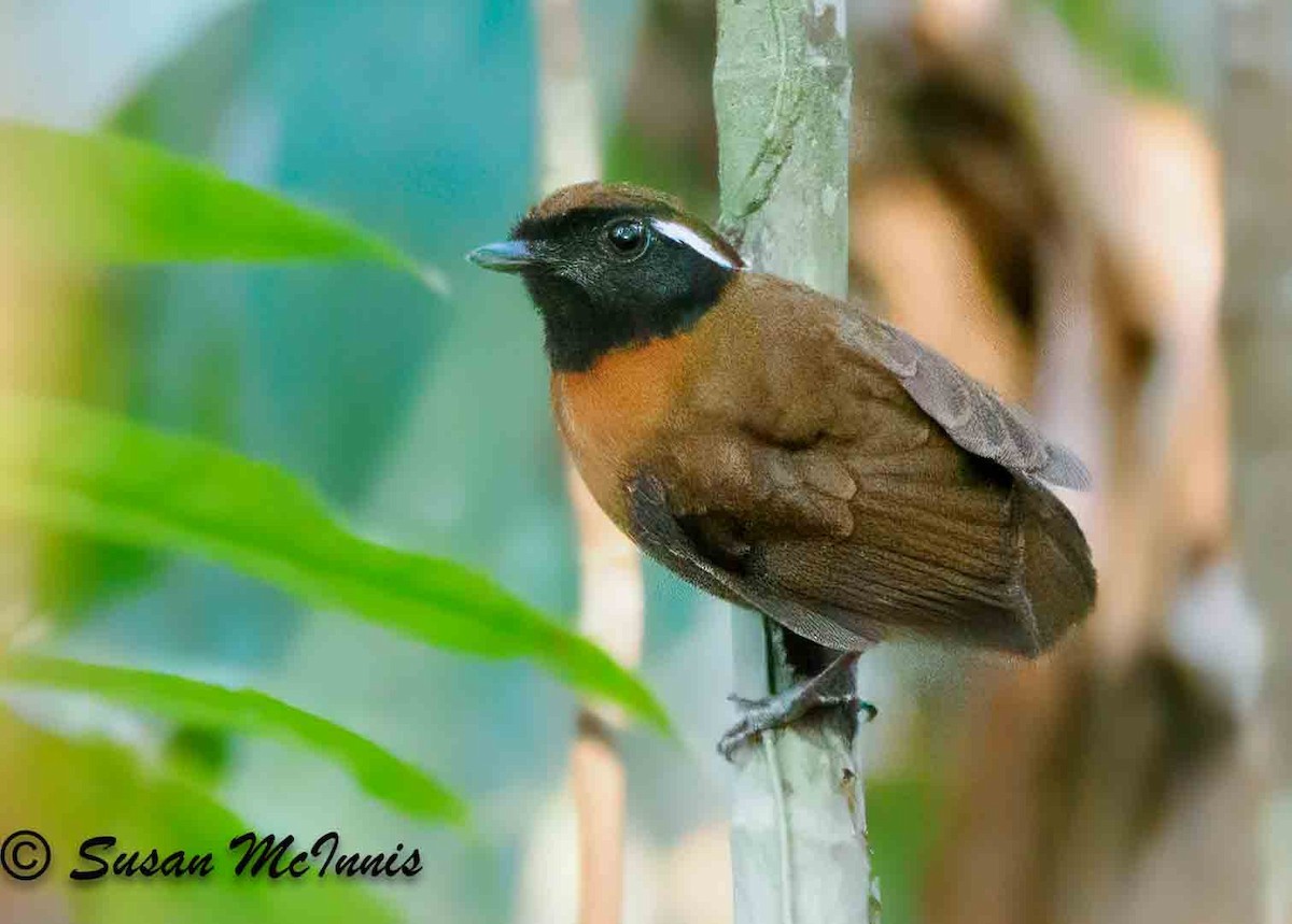 Chestnut-belted Gnateater - ML623885806