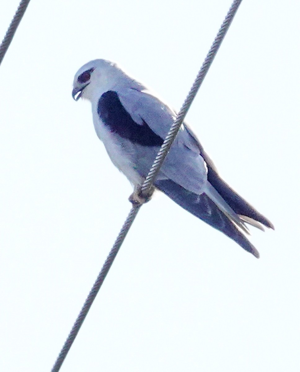 Black-shouldered Kite - Kathleen Horn