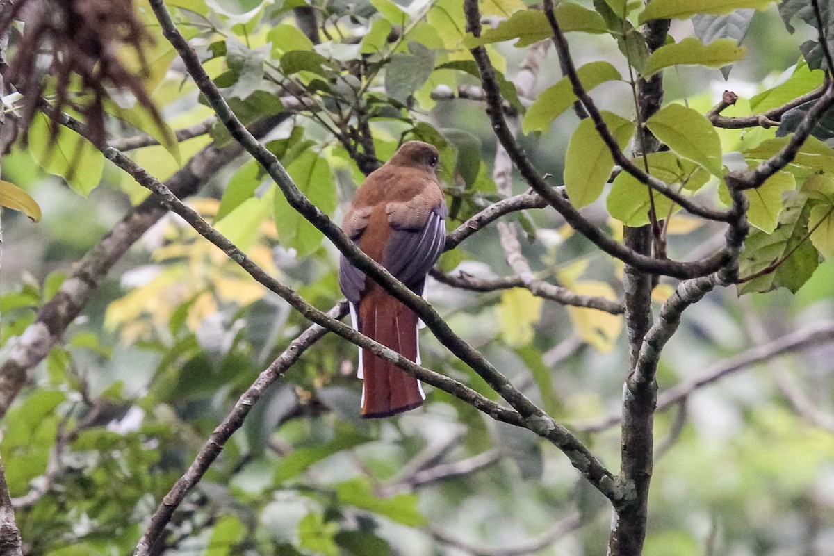 Red-headed Trogon - ML623885819