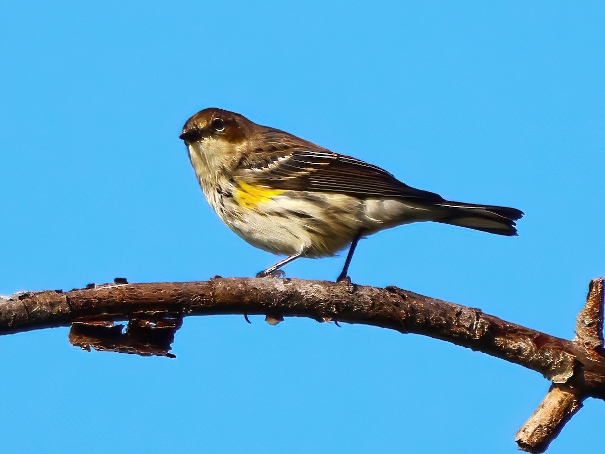 Yellow-rumped Warbler - ML623885833