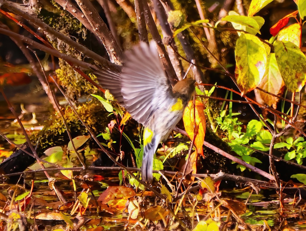 Yellow-rumped Warbler - ML623885834