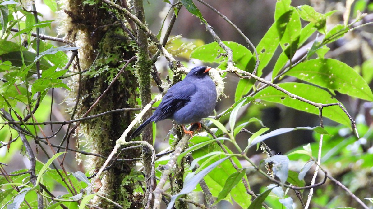 Black-faced Solitaire - ML623885839