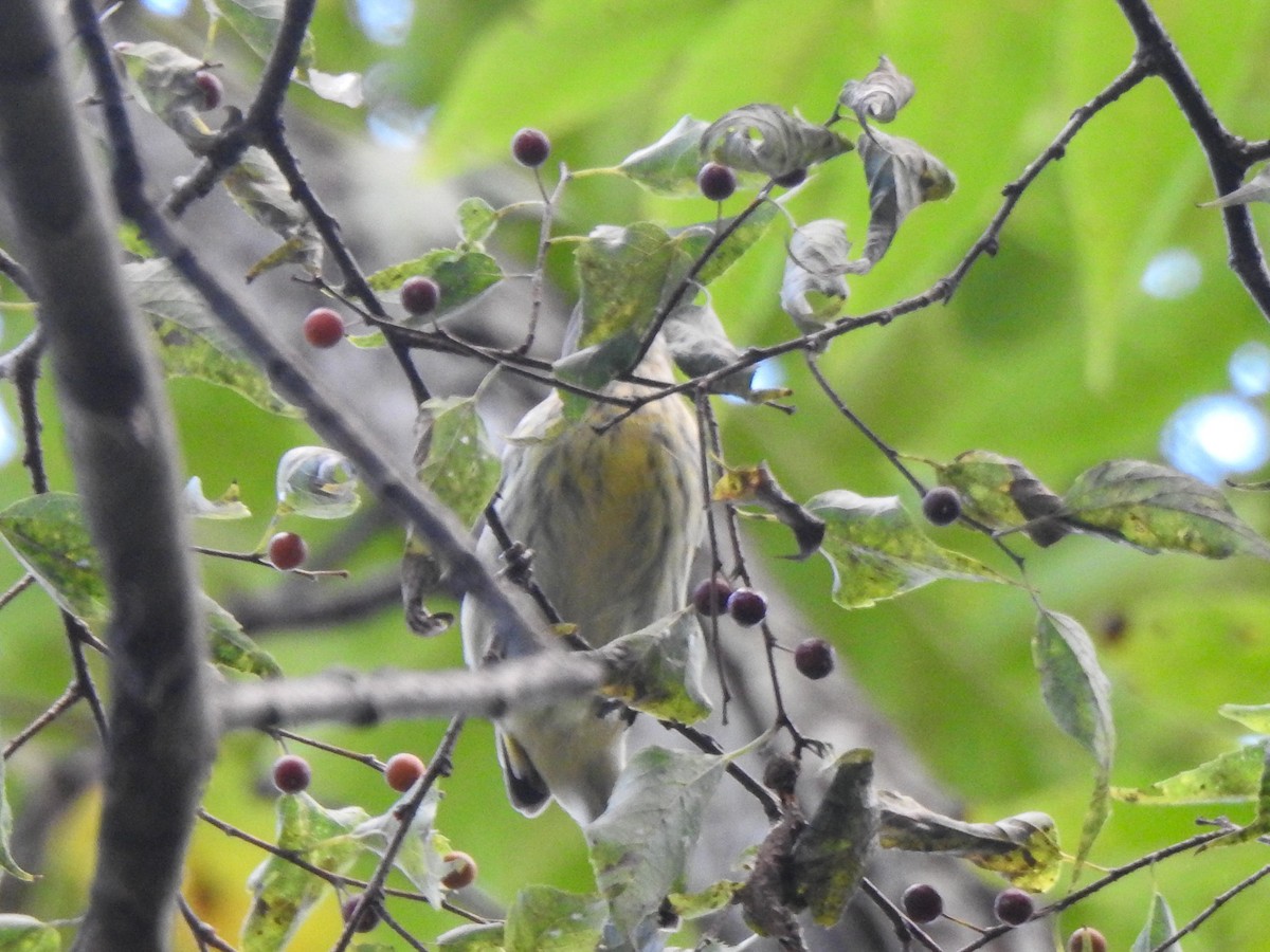 Cape May Warbler - ML623885850