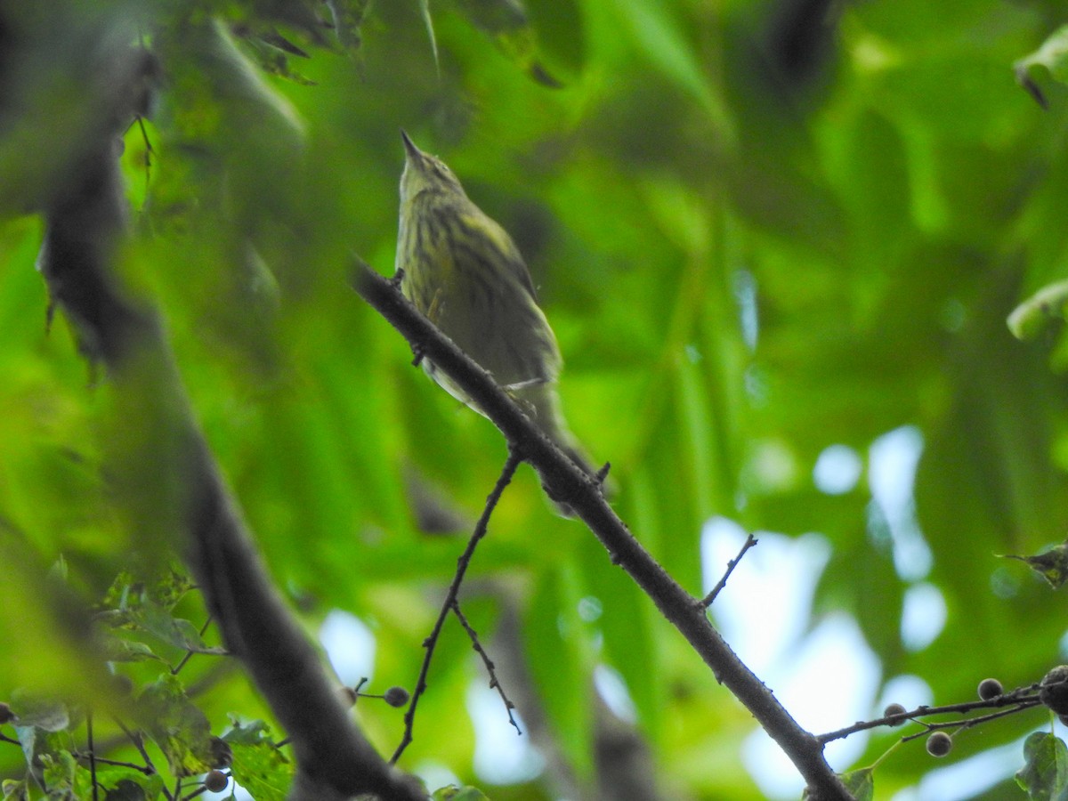 Cape May Warbler - ML623885851