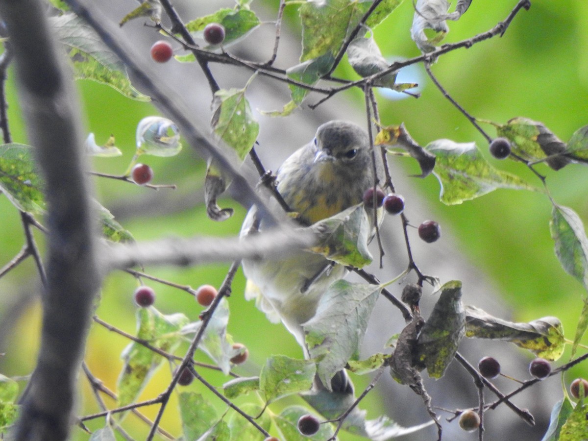 Cape May Warbler - ML623885852