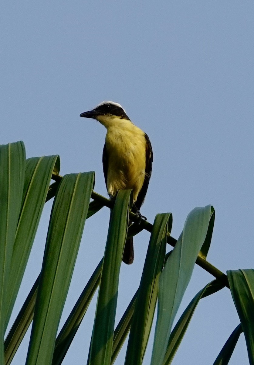 Yellow-throated Flycatcher - ML623885879
