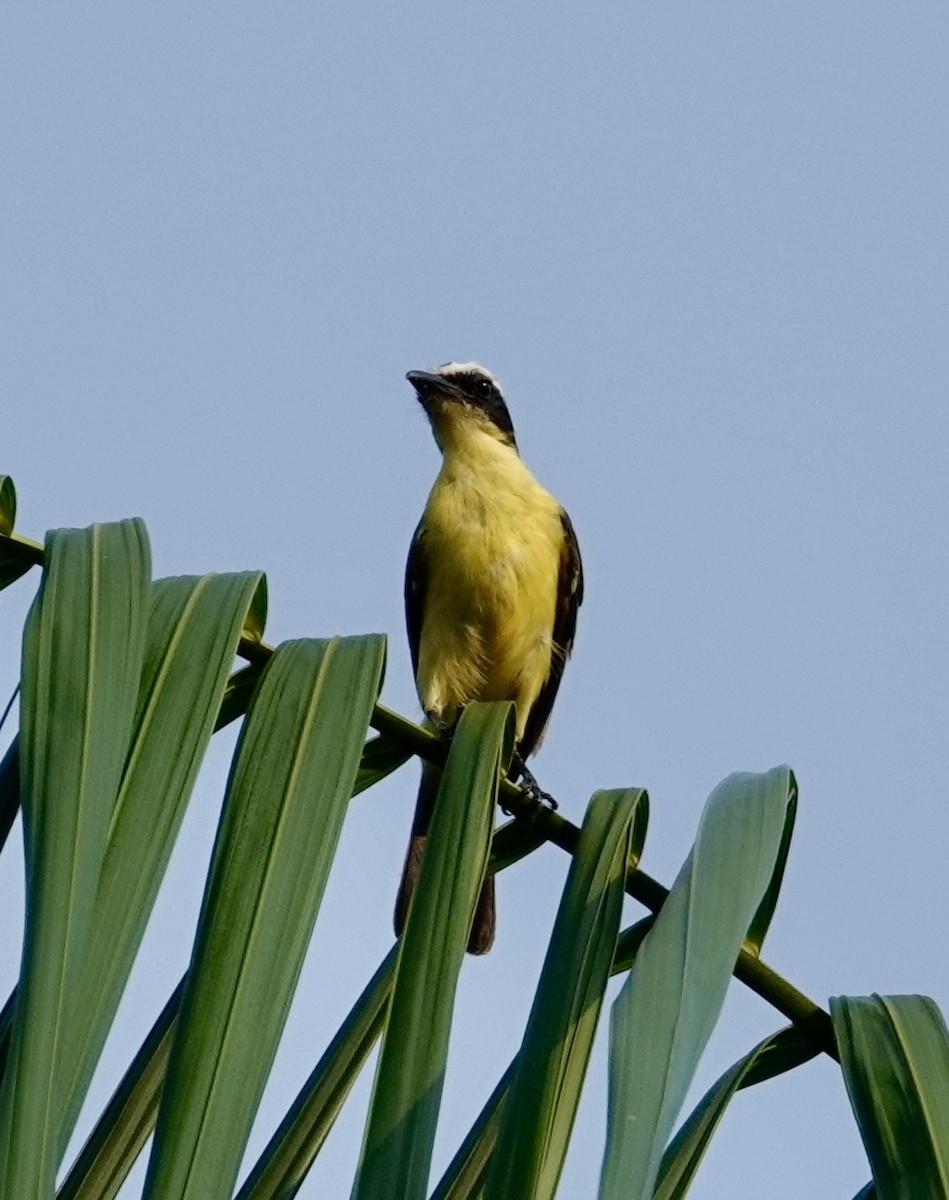 Yellow-throated Flycatcher - ML623885880