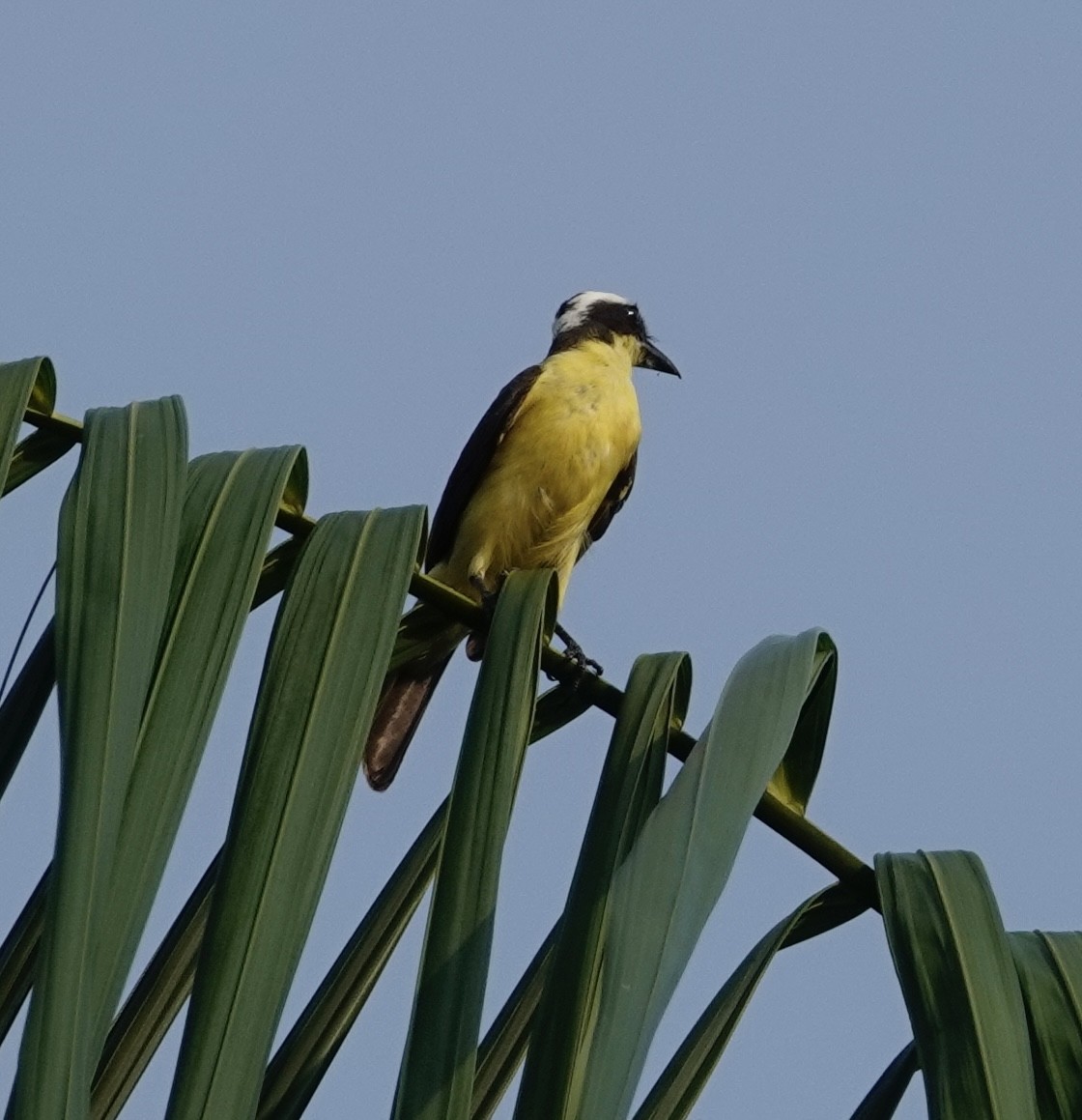 Yellow-throated Flycatcher - ML623885881