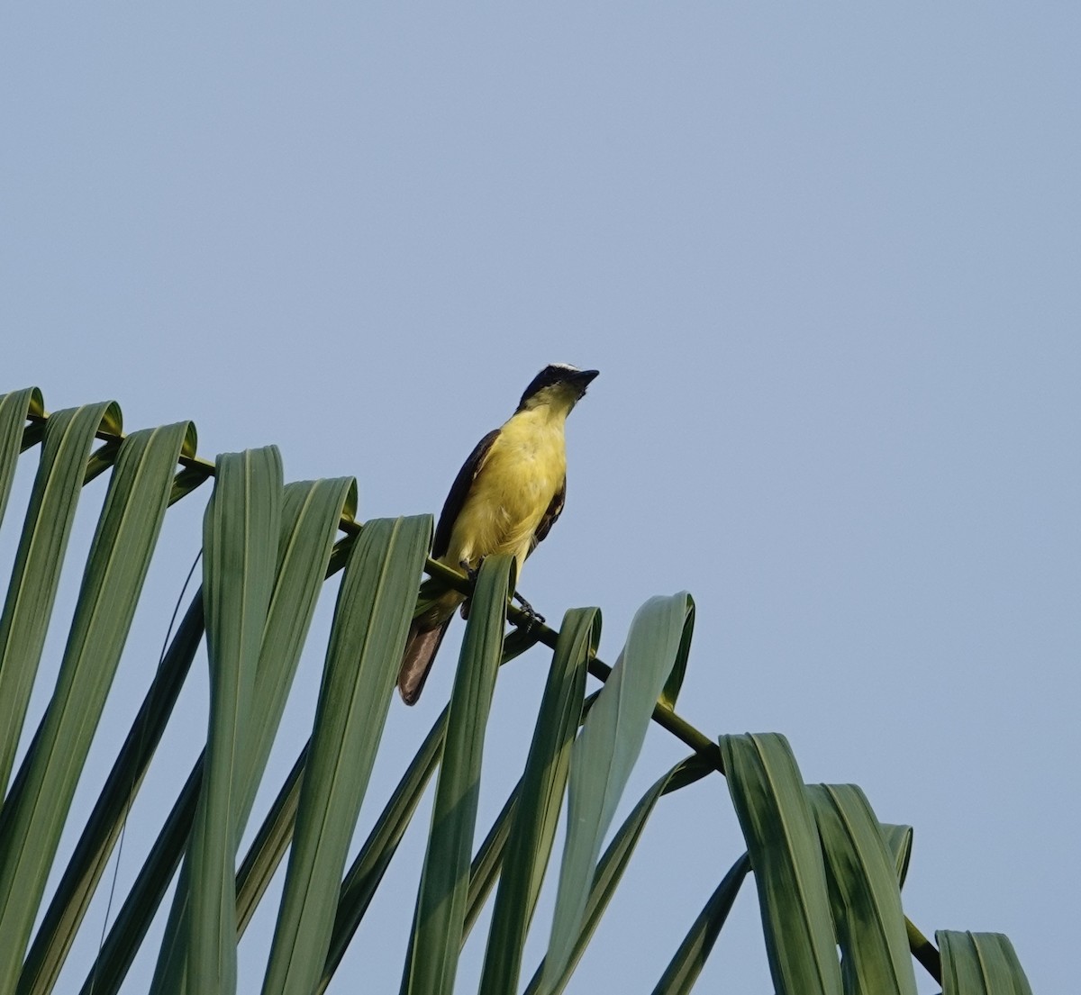 Yellow-throated Flycatcher - ML623885882