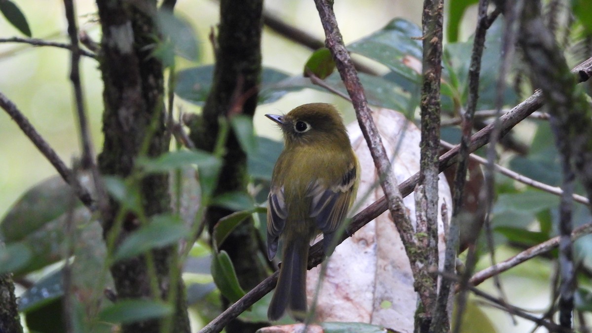 Yellowish Flycatcher - ML623885883