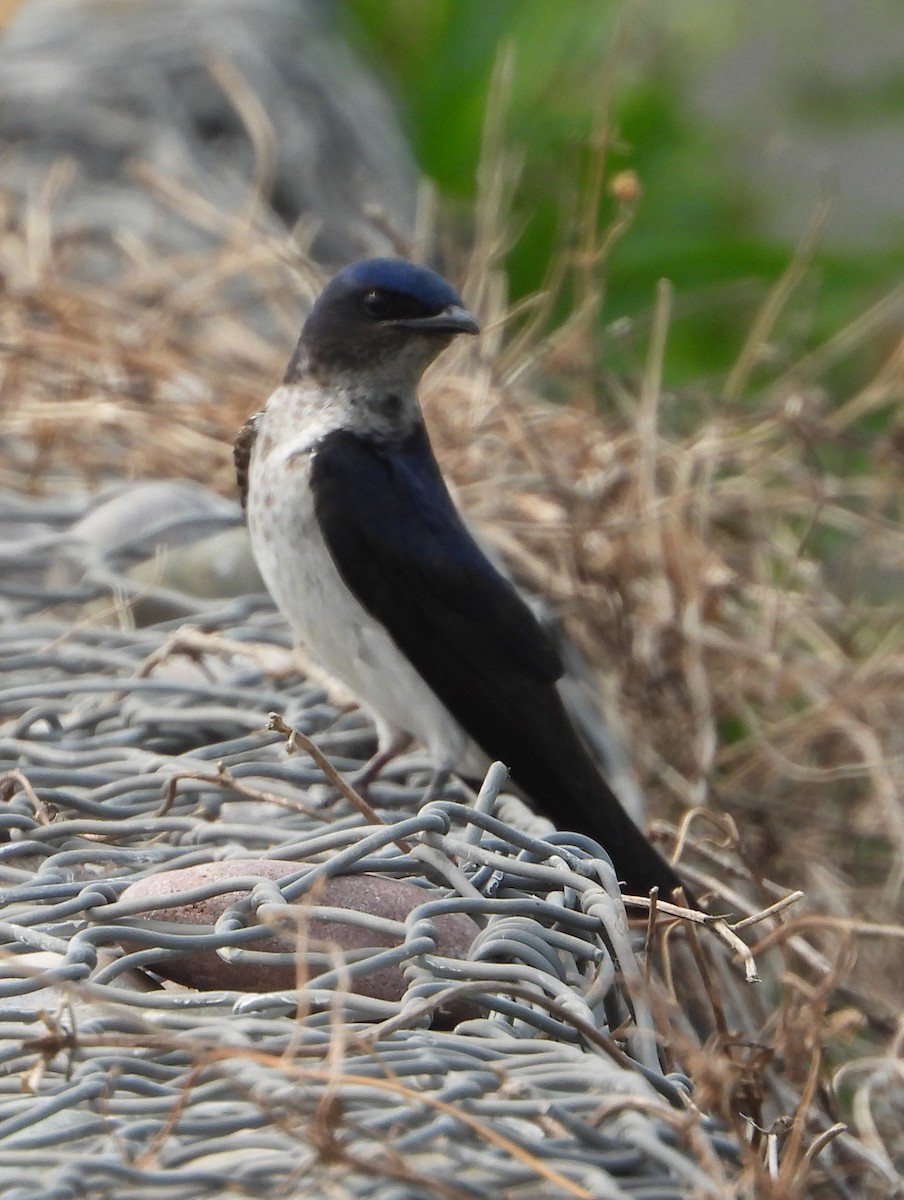 Gray-breasted Martin - Julián Tocce