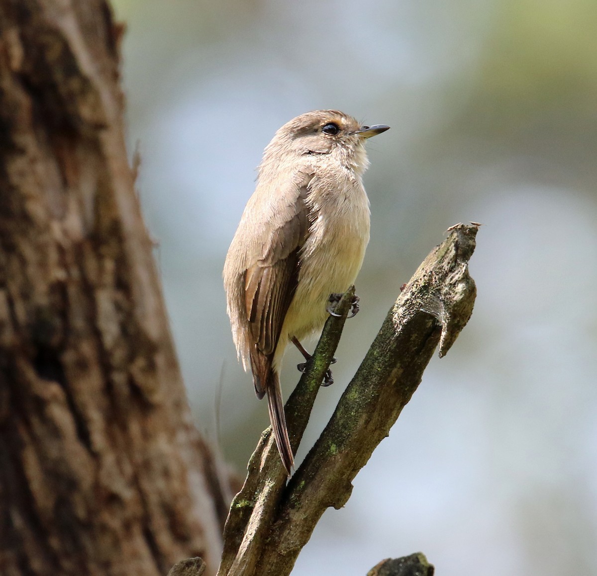 African Dusky Flycatcher - ML623885898