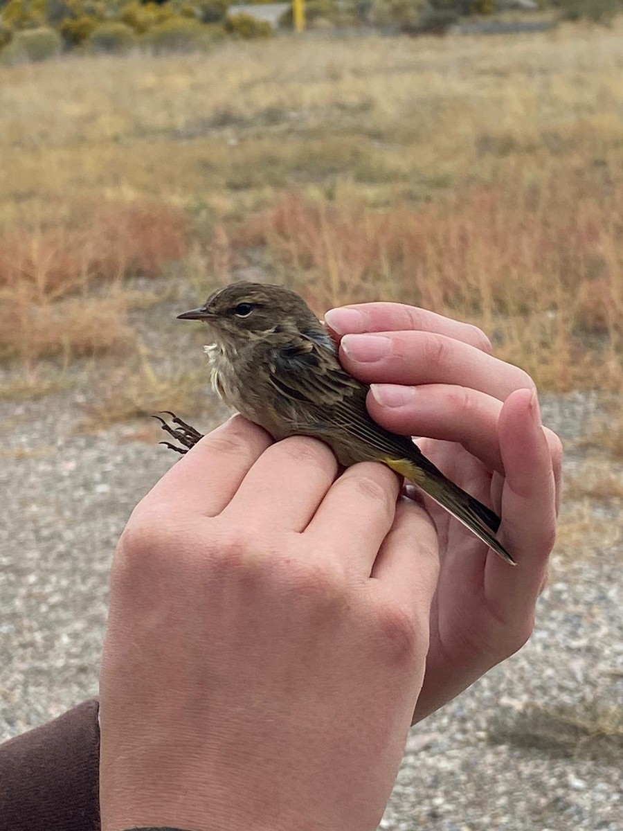 Palm Warbler - ML623885899