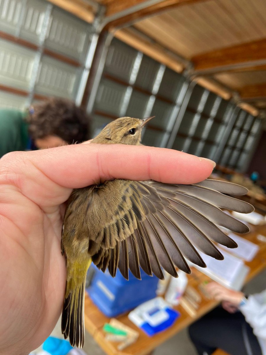 Palm Warbler - ML623885900