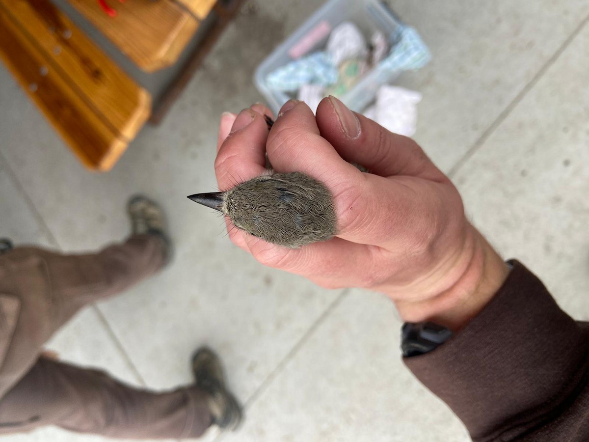 Gray Flycatcher - ML623885920