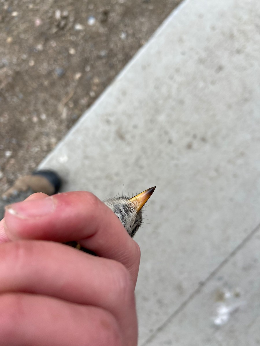 Gray Flycatcher - ML623885921