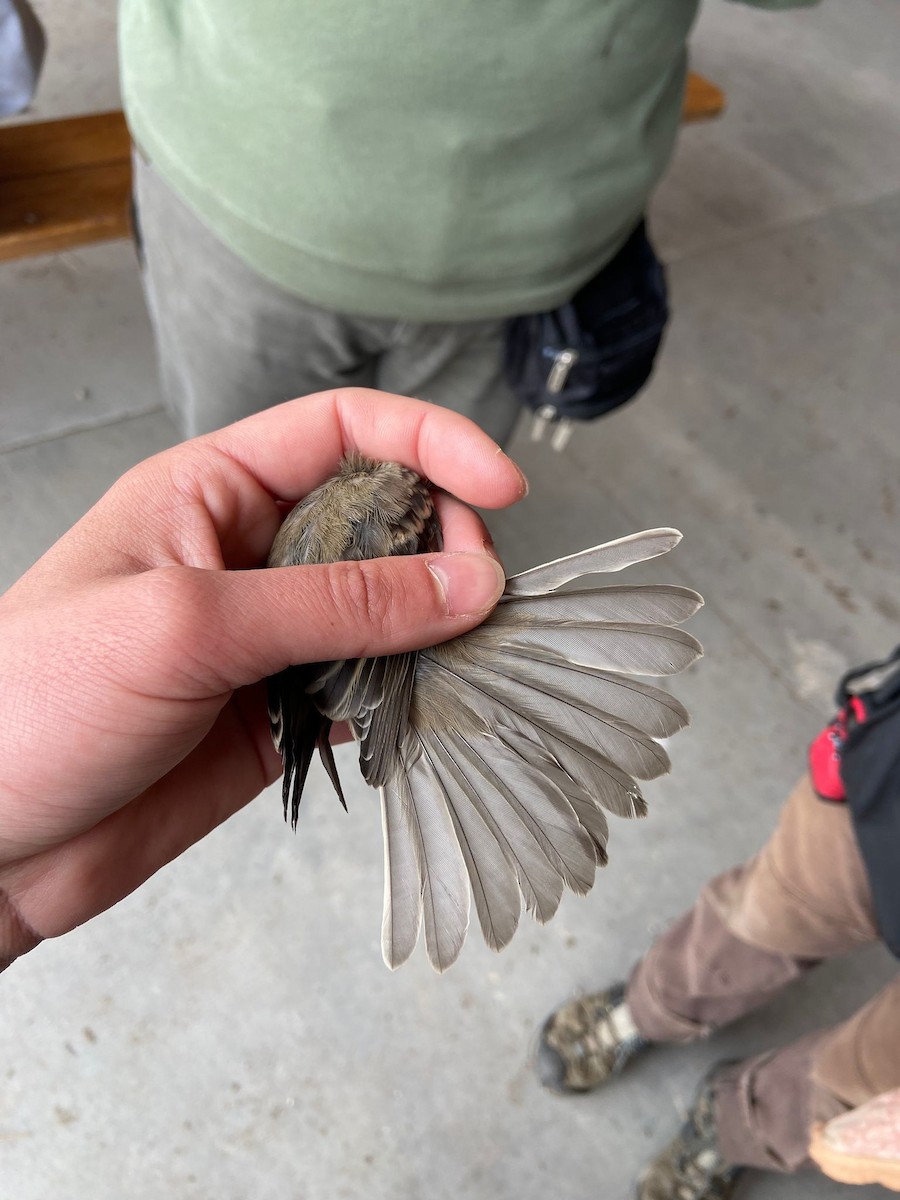 Gray Flycatcher - Tyler Jensen