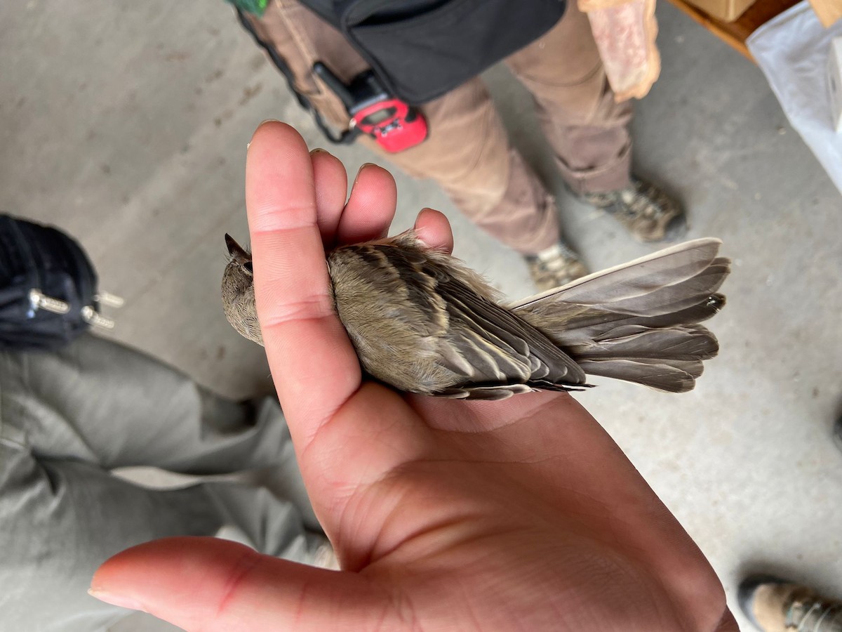 Gray Flycatcher - ML623885923
