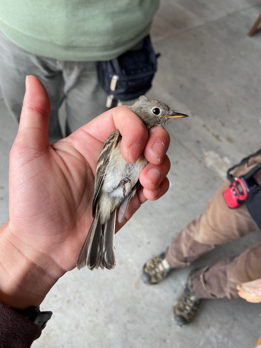 Gray Flycatcher - ML623885924