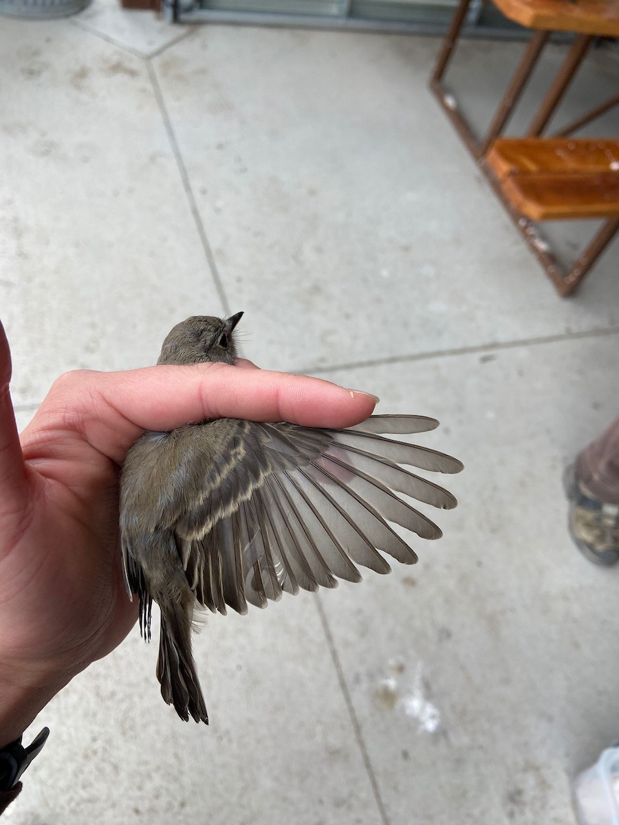Gray Flycatcher - ML623885925