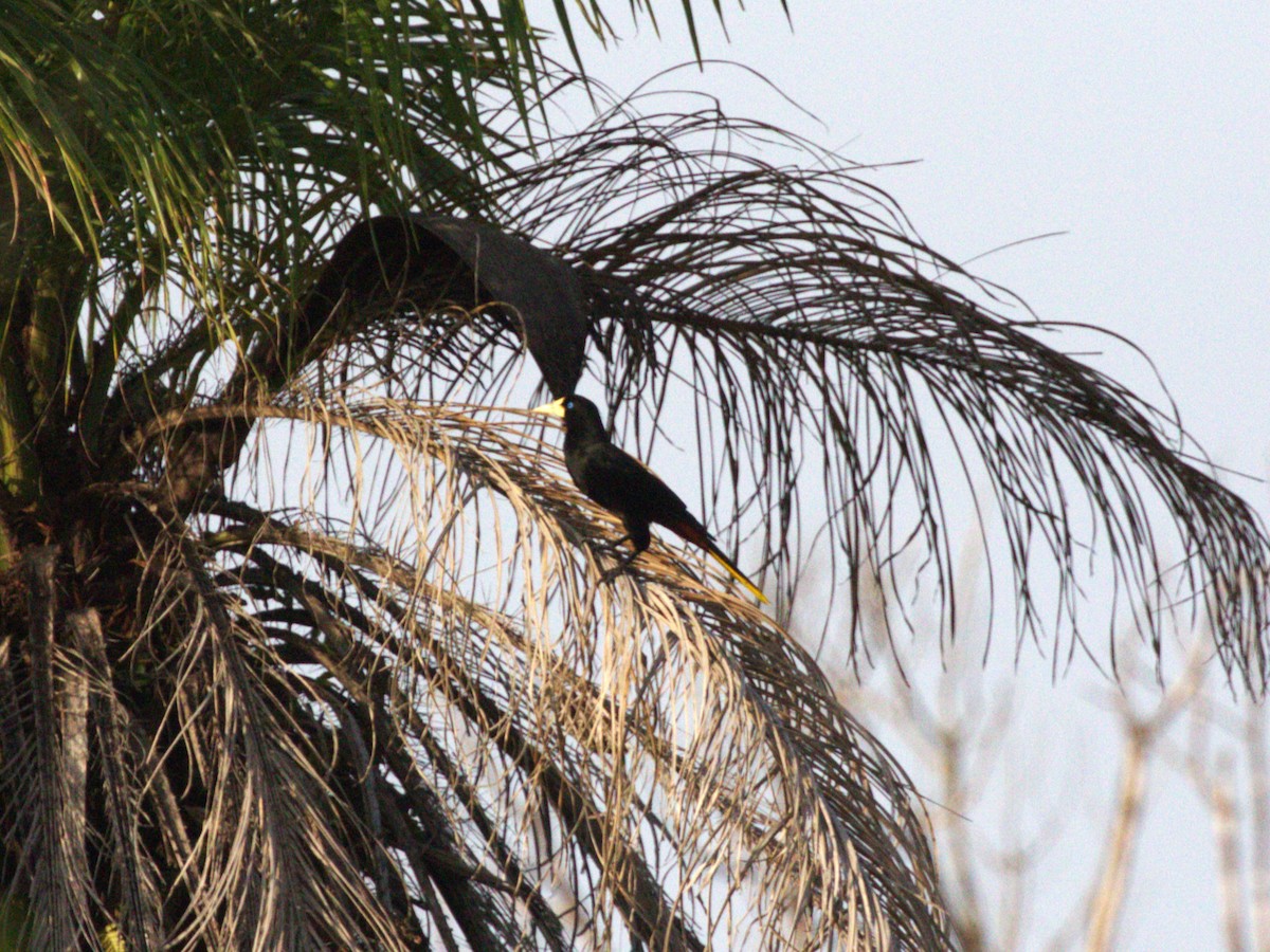 Crested Oropendola - Menachem Goldstein