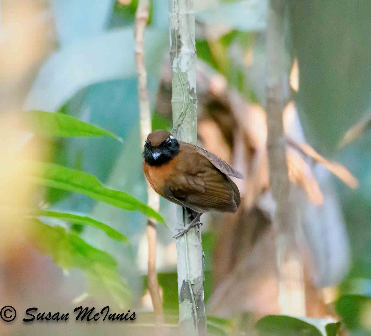 Chestnut-belted Gnateater - ML623885950