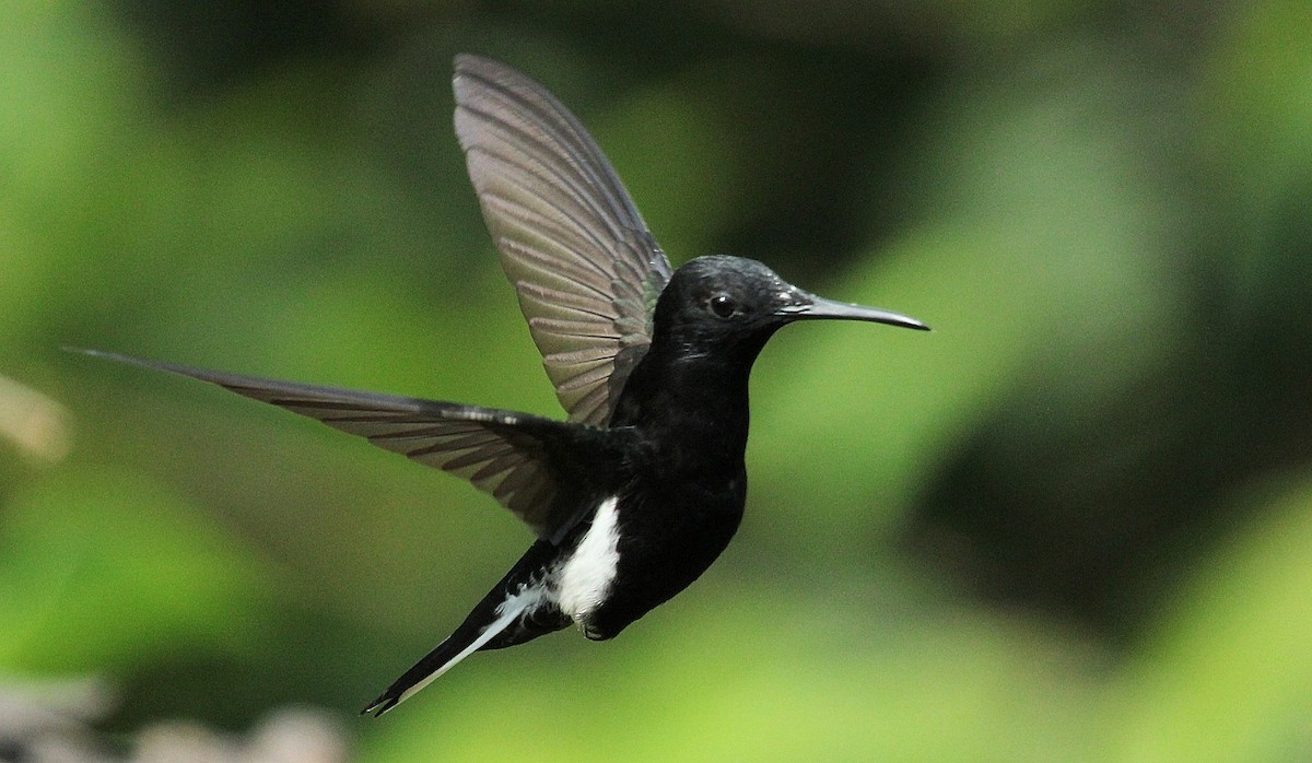 Black Jacobin - ML623885964