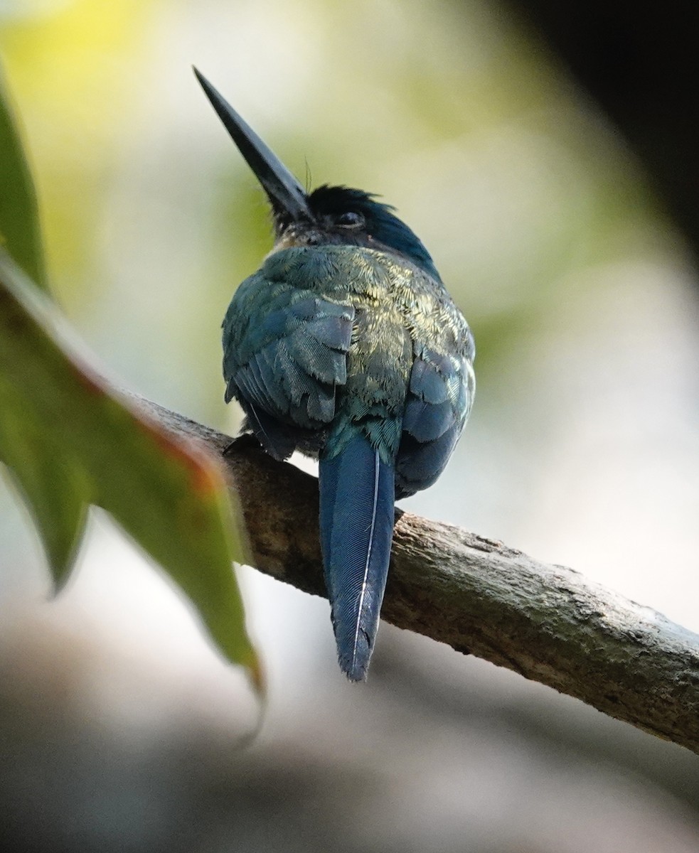 Bronzy Jacamar - ML623885968