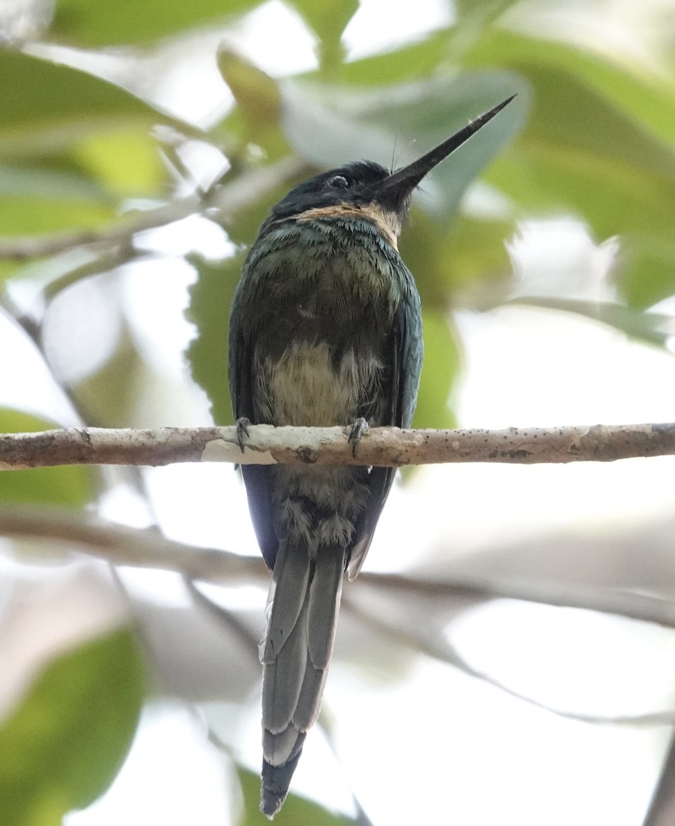 Bronzy Jacamar - ML623885969