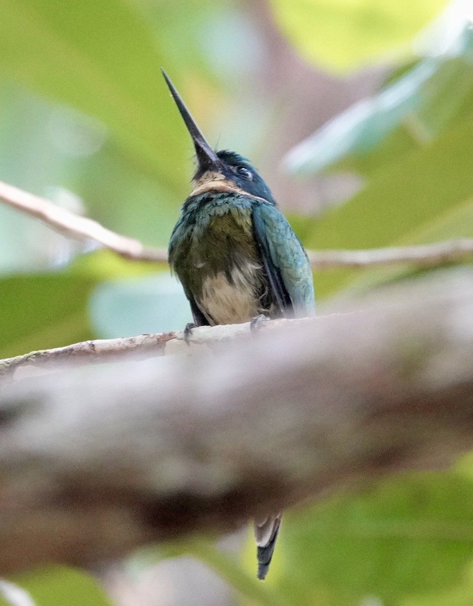 Bronzy Jacamar - Jill Punches