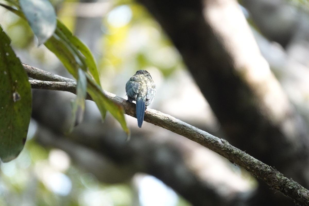 Bronzy Jacamar - ML623885971