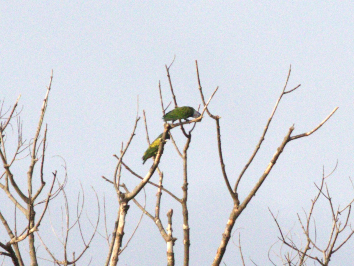 Loro Cabeciazul - ML623885982