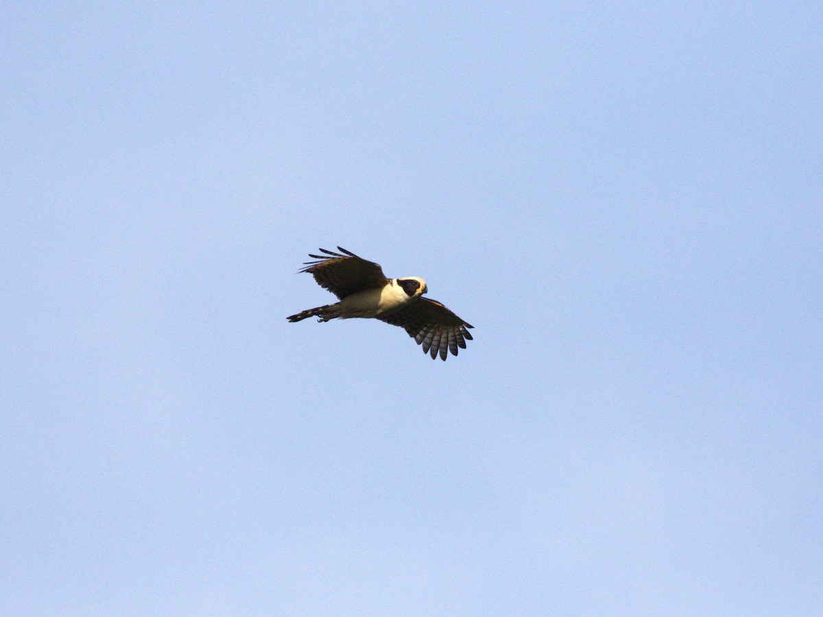 Laughing Falcon - ML623885988