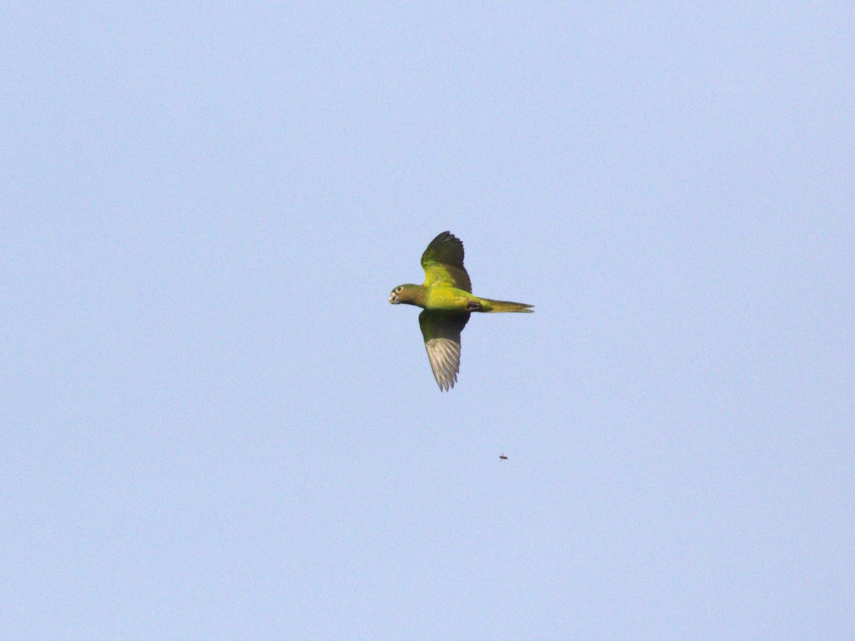 Brown-throated Parakeet (Veraguas) - Menachem Goldstein