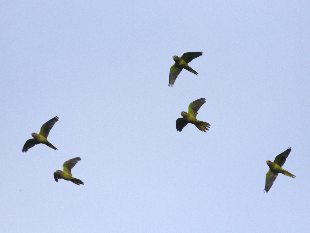 Brown-throated Parakeet (Veraguas) - ML623885994