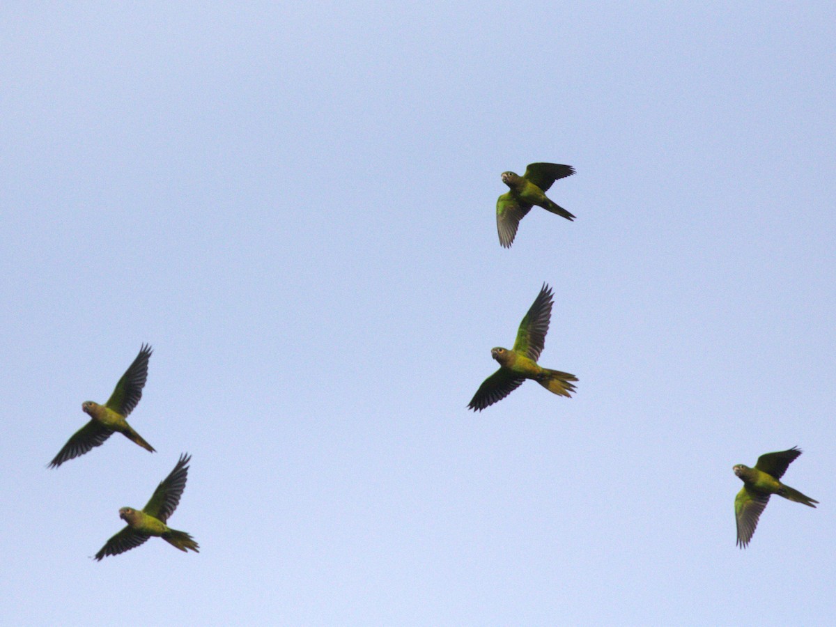 Brown-throated Parakeet (Veraguas) - ML623885995