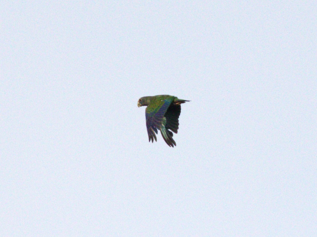 Blue-headed Parrot - Menachem Goldstein