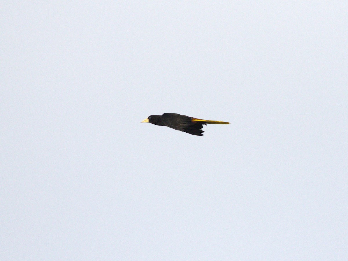 Crested Oropendola - ML623886001