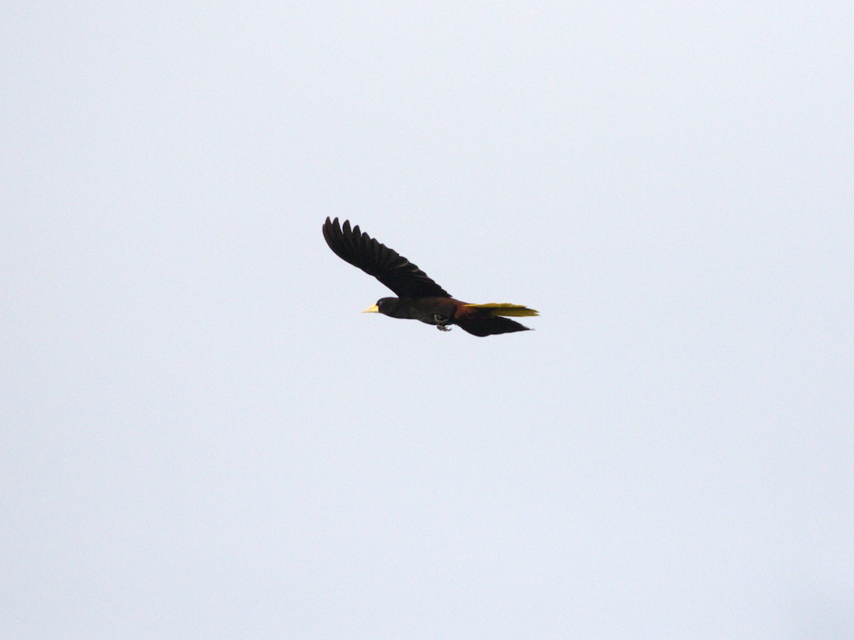 Crested Oropendola - ML623886002