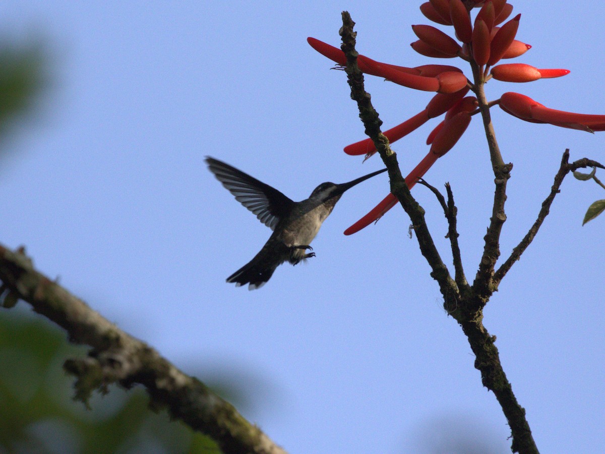 Long-billed Starthroat - ML623886005