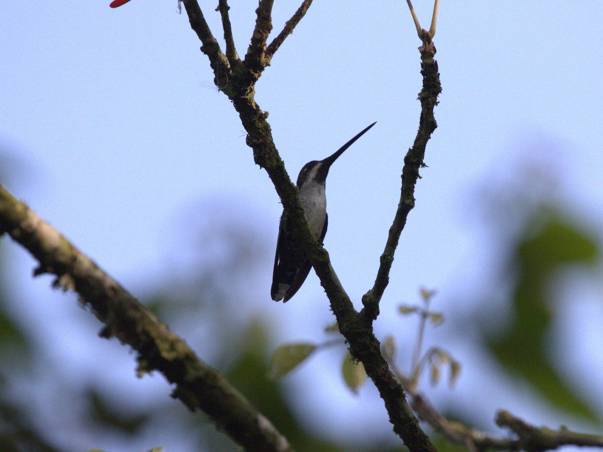 Long-billed Starthroat - ML623886006