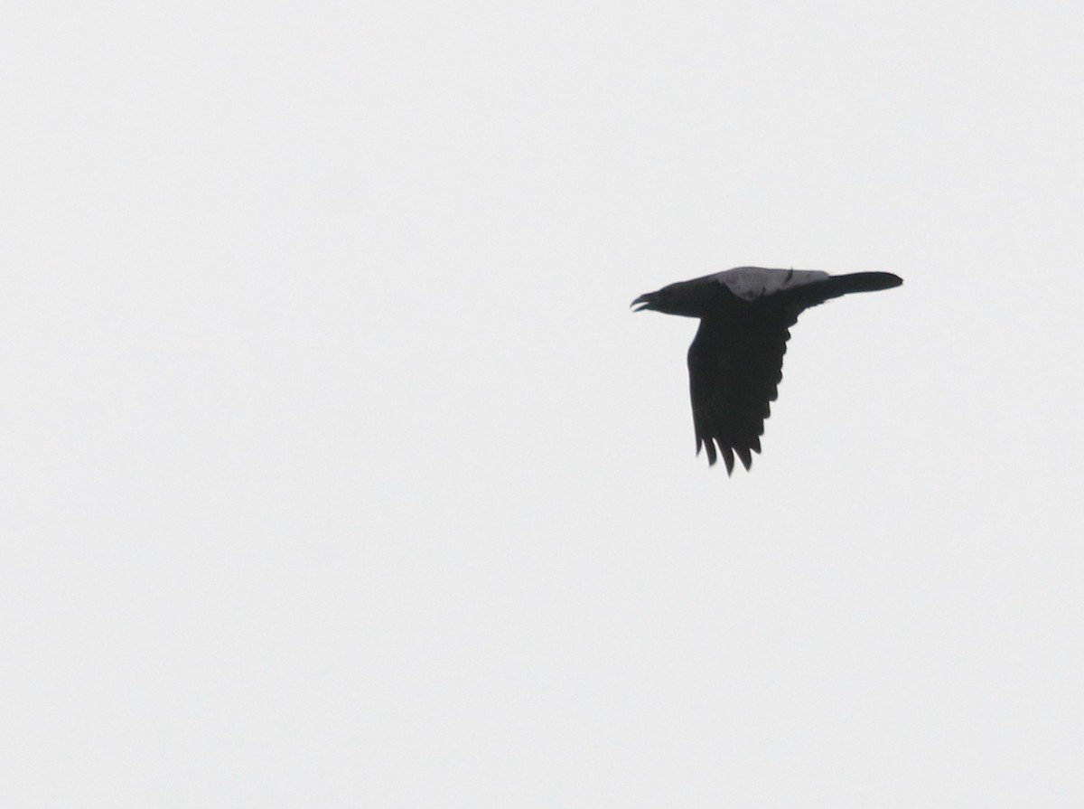 Common Raven - ML623886008