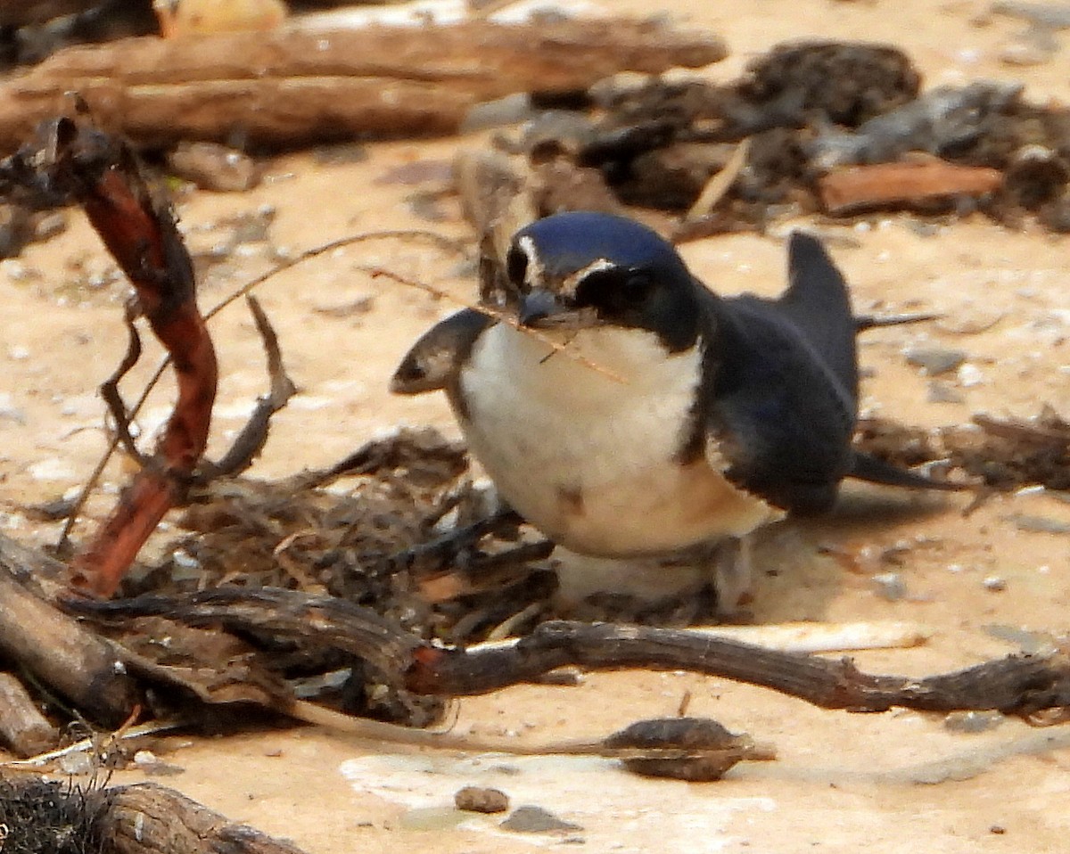 White-rumped Swallow - ML623886013