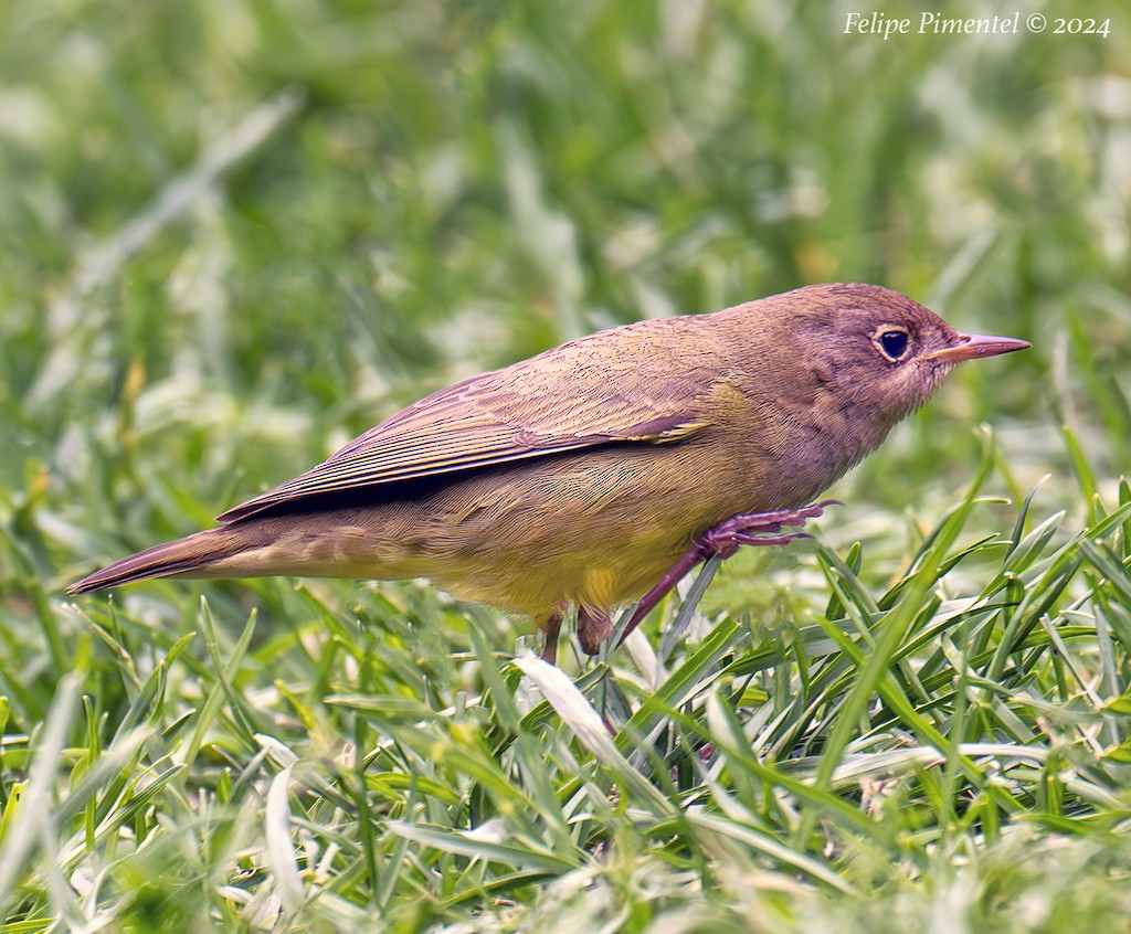 Connecticut Warbler - ML623886018