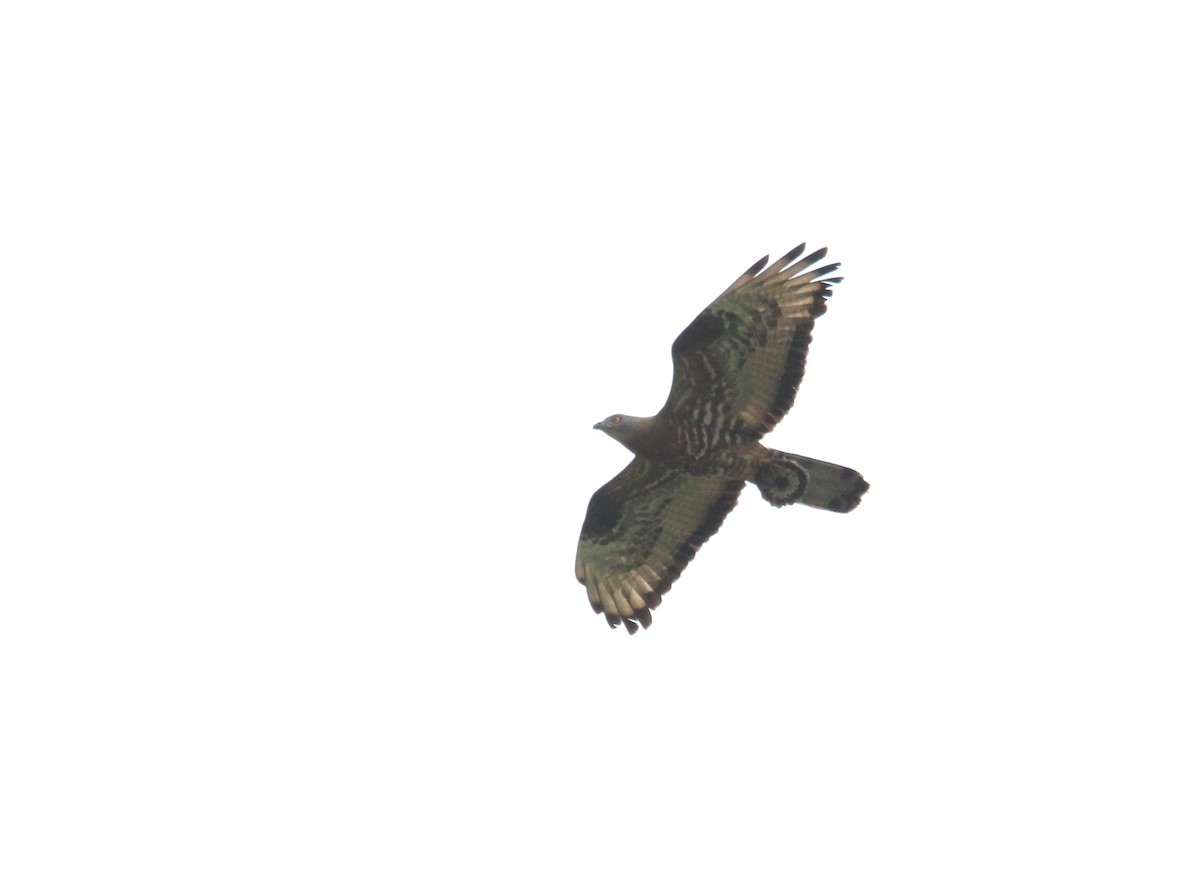 European Honey-buzzard - ML623886020