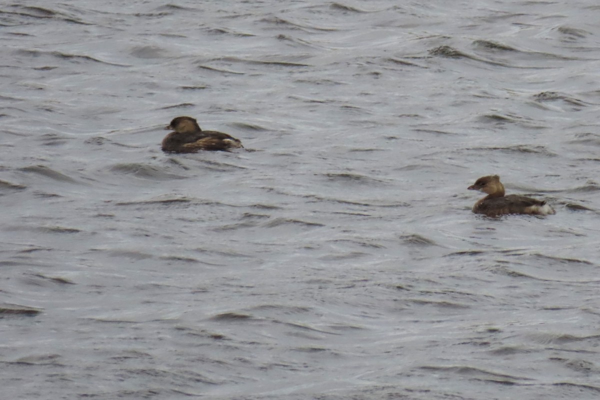 Pied-billed Grebe - ML623886021