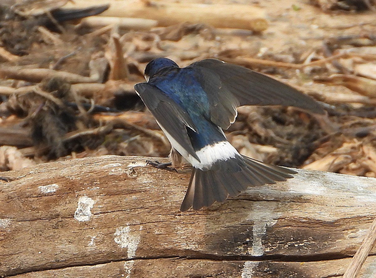 White-rumped Swallow - ML623886023